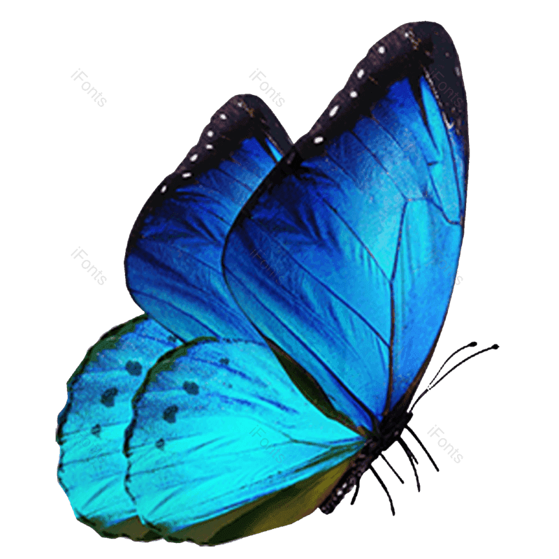 蝴蝶图片,彩色元素,动物PNG,免抠素材